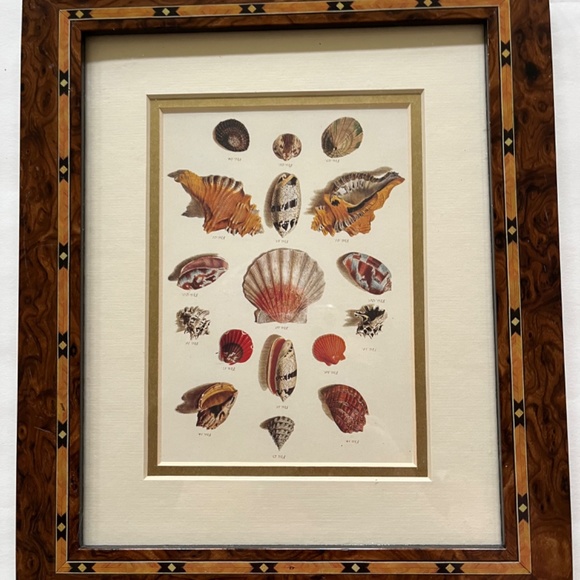 Framed Shell Print - Picture 2 of 7